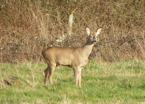 Roe deer (2)